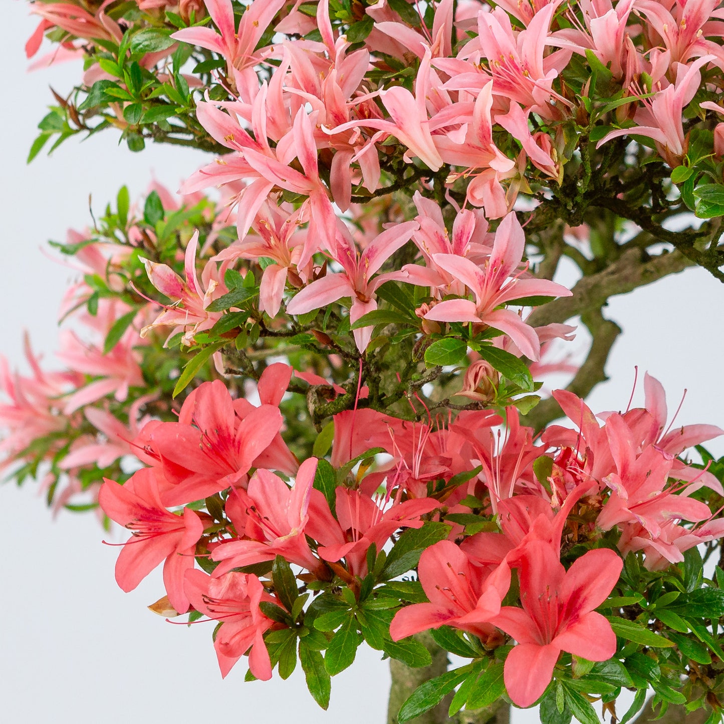 Rhododendron indicum 'Koto no Kagayaki' (satsuki azalea), hoogte ~53cm
