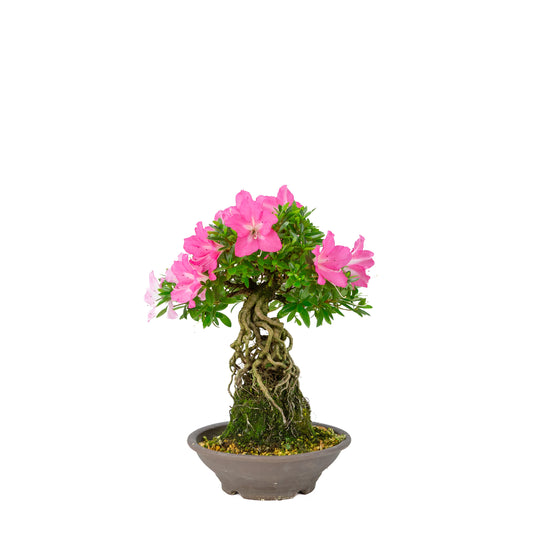 Rhododendron indicum 'Yuko' (satsuki azalea), height ~33cm