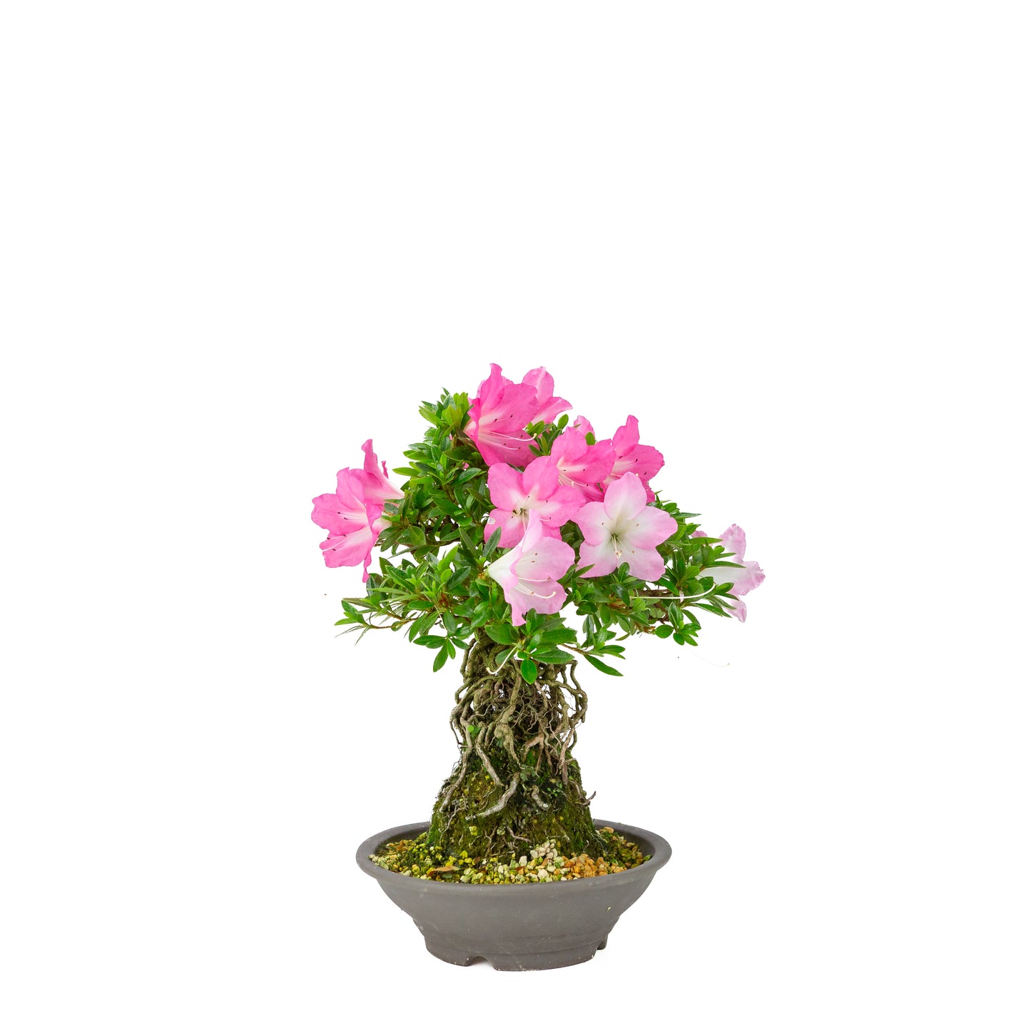 Rhododendron indicum 'Yuko' (satsuki azalea), hoogte ~33cm