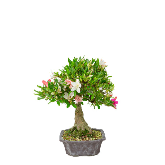 Rhododendron indicum “Matsuna” (satsuki azalea), height ~34cm