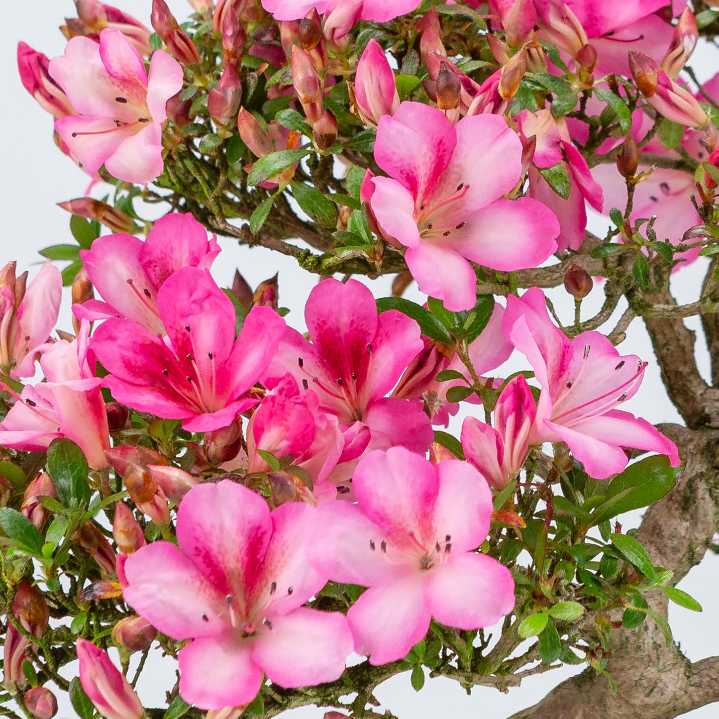 Rhododendron indicum 'Azuma Kagami' (satsuki azalea), hoogte ~37cm