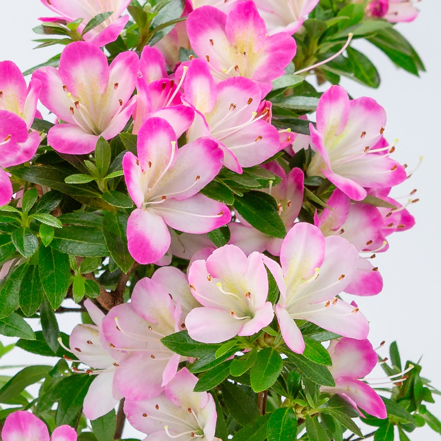 Rhododendron indicum 'Hana Maiko' (satsuki azalea), hoogte ~45cm
