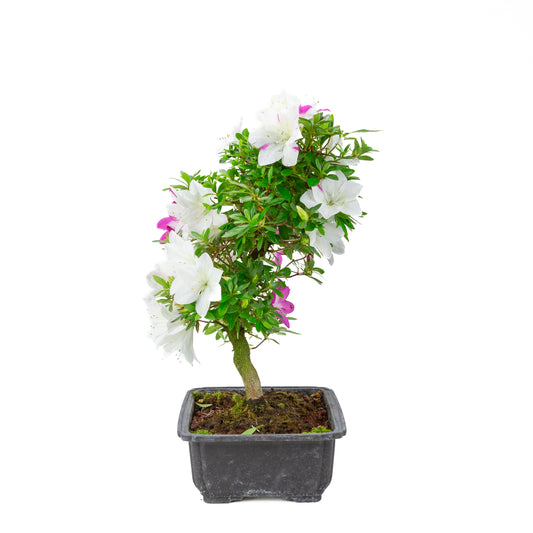 Rhododendron indicum “Ruka” (satsuki azalea), height ~43cm