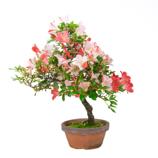 Rhododendron indicum “Yumekoyo” (satsuki azalea), height ~55cm