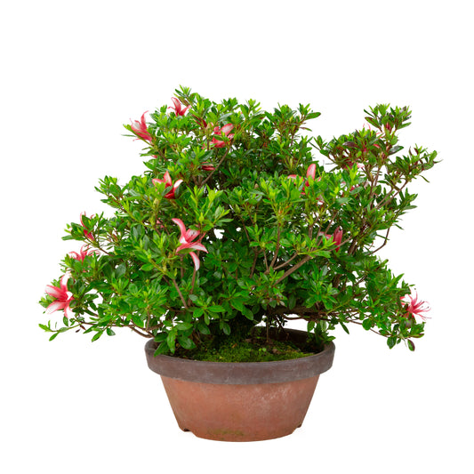 Rhododendron indicum “Hotarubi” (Satsuki azalea), height ~43cm