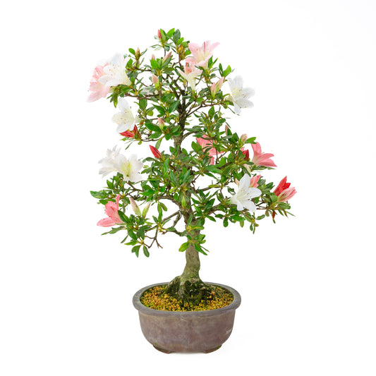 Rhododendron indicum (satsuki azalea), height ~52cm