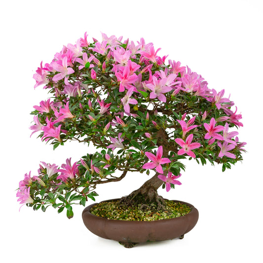 Rhododendron indicum (Satsuki azalea), height ~50cm