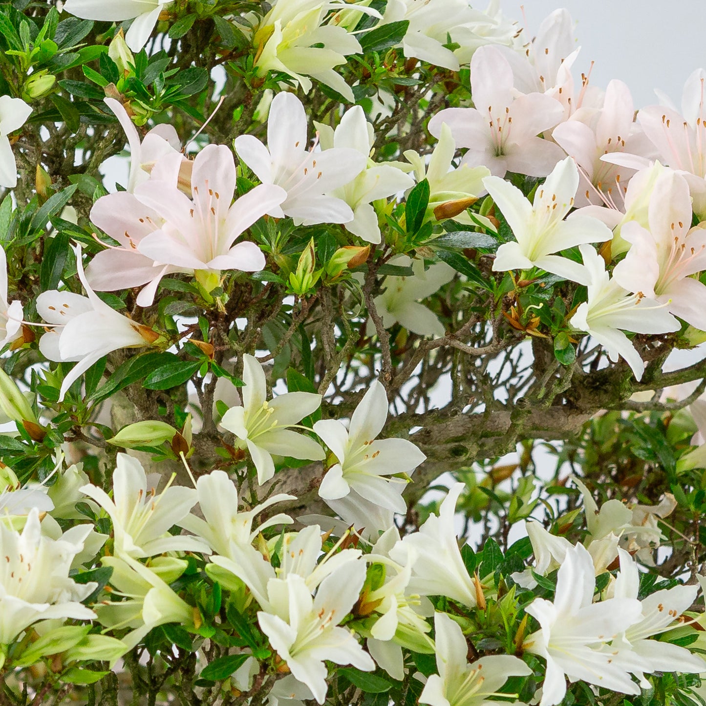 Rhododendron indicum 'Hakutsuru' (satsuki azalea), hoogte ~53cm