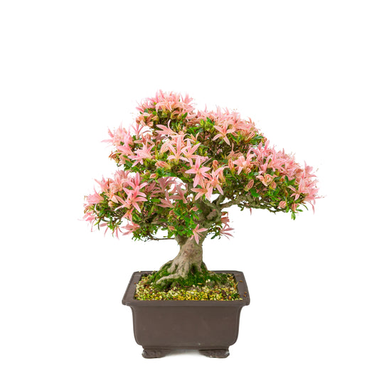 Rhododendron indicum (satsuki azalea), height ~41cm