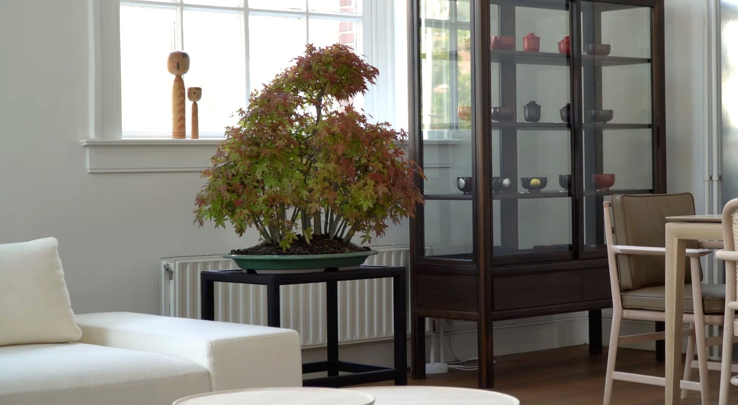 Buy bonsai - indoor and outdoor bonsai trees