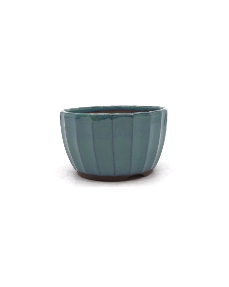 Bonsai pot green chrysanthemums 12 cm