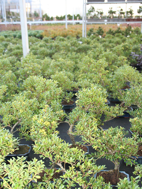 Outdoor Bonsai Ilex crenata blue rectangular pot 15cm, height ~ 24cm