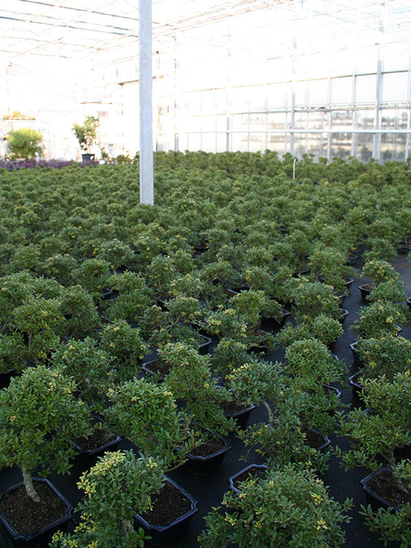 Outdoor Bonsai Ilex crenata blue rectangular pot 20cm, height ~36cm