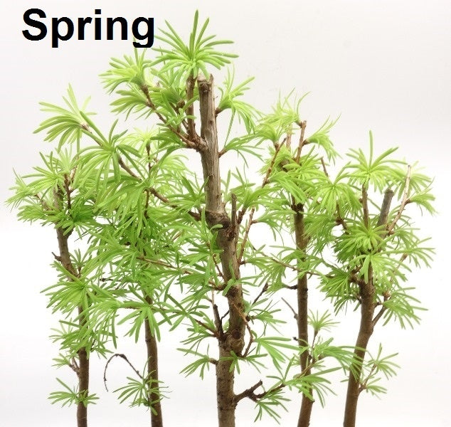 Buiten Bonsai Pseudolarix amabilis bos blauwe ovale pot 29cm