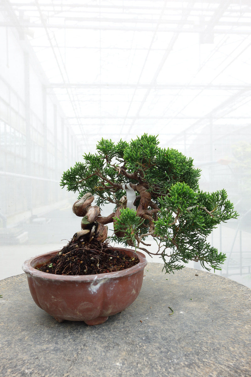 Outdoor Bonsai Juniperus chinensis unglazed round pot 15cm, height ~20cm
