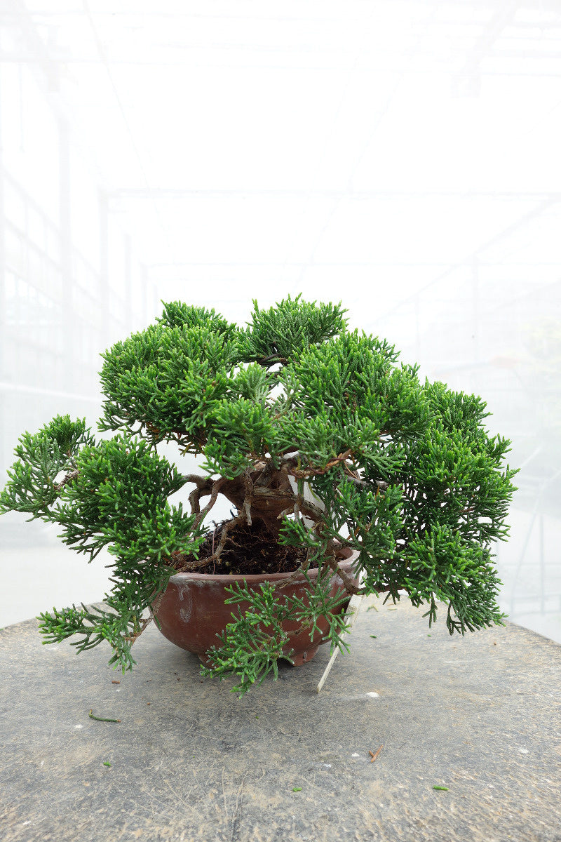 Outdoor Bonsai Juniperus chinensis unglazed round pot 15cm, height ~20cm
