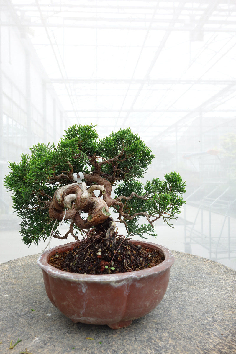 Outdoor Bonsai Juniperus chinensis unglazed round pot 15cm, height ~20cm
