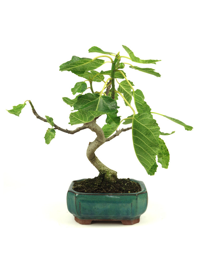 Buiten Bonsai Ficus carica groene Mokko pot 15cm, hoogte 36cm