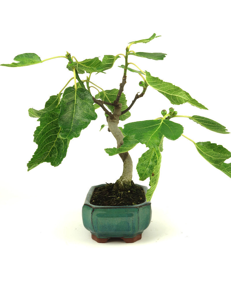 Buiten Bonsai Ficus carica groene Mokko pot 15cm, hoogte 36cm
