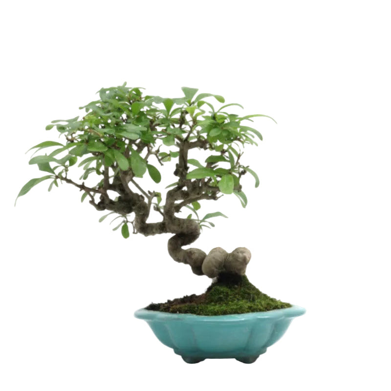 Shohin Outdoor Bonsai Ligustrum obtusifolium blue pot 17 cm, height 25 cm