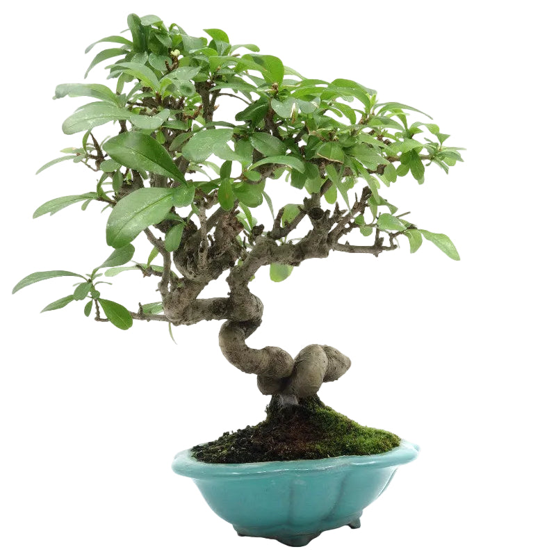 Shohin Outdoor Bonsai Ligustrum obtusifolium blue pot 17cm, height 25cm