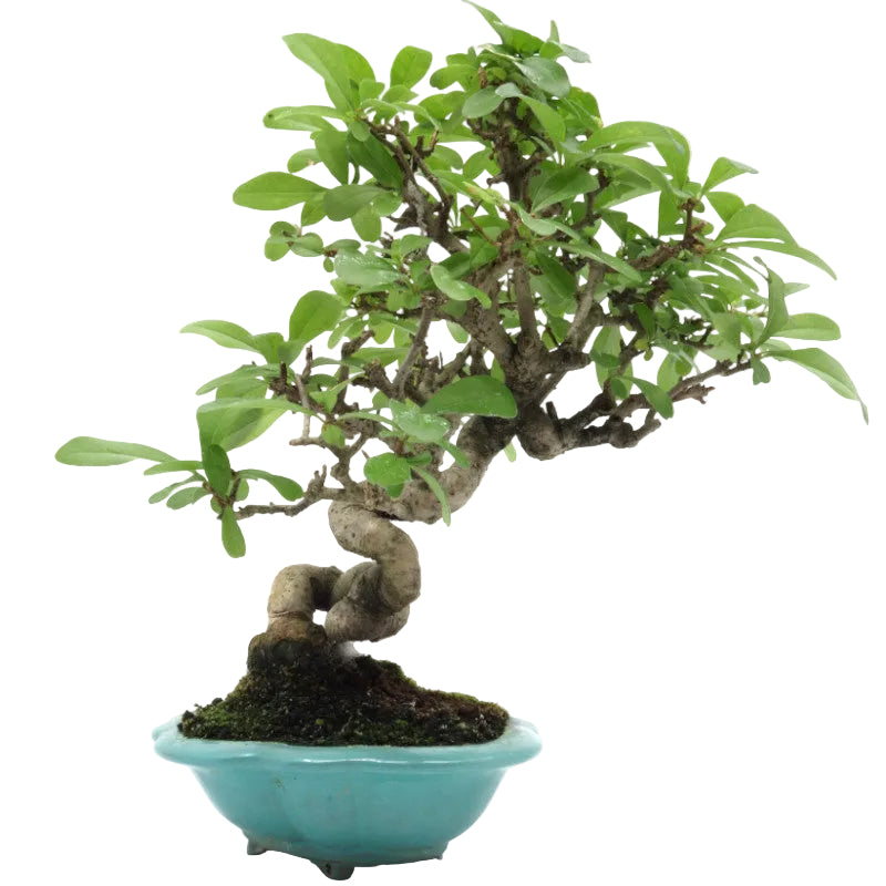 Shohin Outdoor Bonsai Ligustrum obtusifolium blue pot 17cm, height 25cm