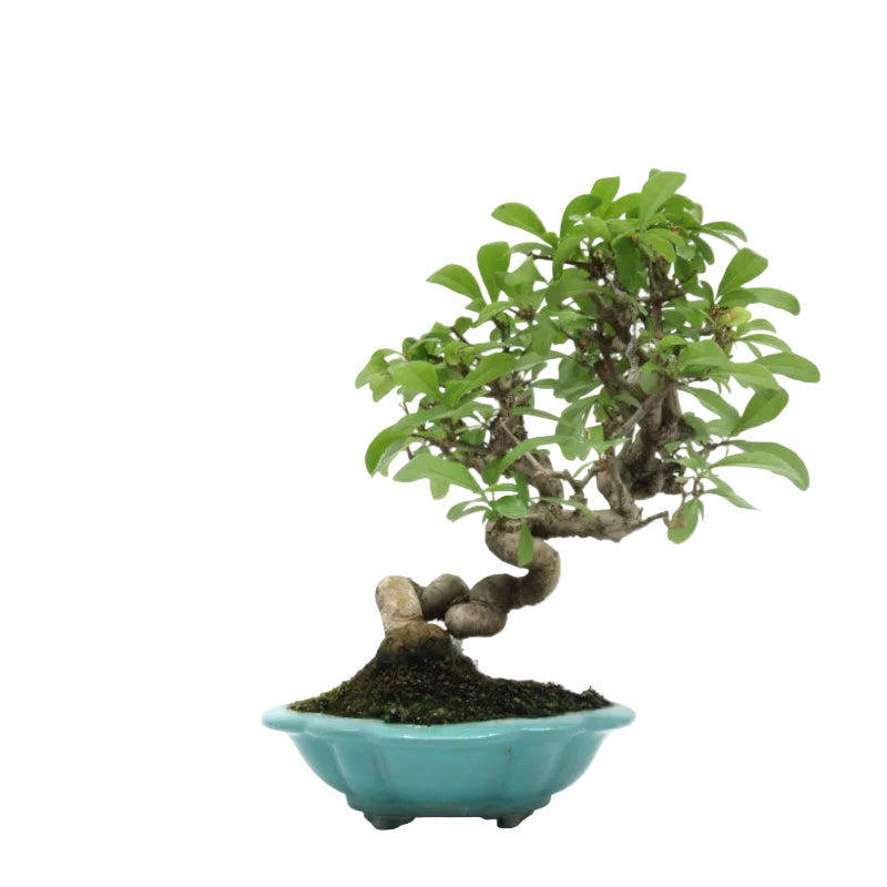 Shohin Outdoor Bonsai Ligustrum obtusifolium blue pot 17cm, height 25cm