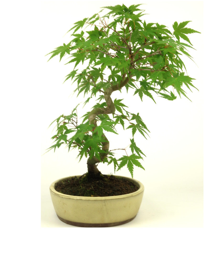 Outdoor Bonsai Acer palmatum cream oval pot 20cm, height ~36cm