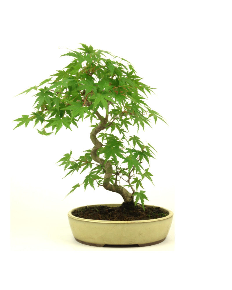 Buiten Bonsai Acer palmatum creme ovale pot 20cm, hoogte ~36cm