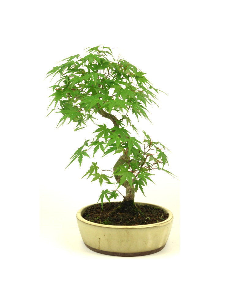 Outdoor Bonsai Acer palmatum cream oval pot 20cm, height ~36cm