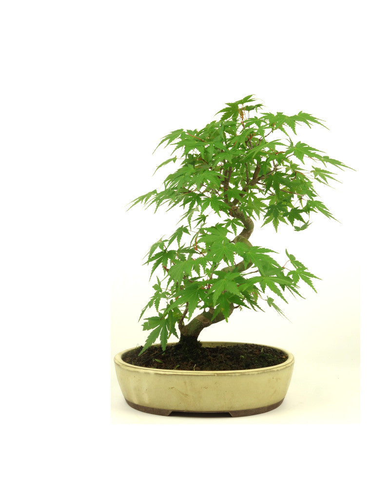 Buiten Bonsai Acer palmatum creme ovale pot 20cm, hoogte ~36cm
