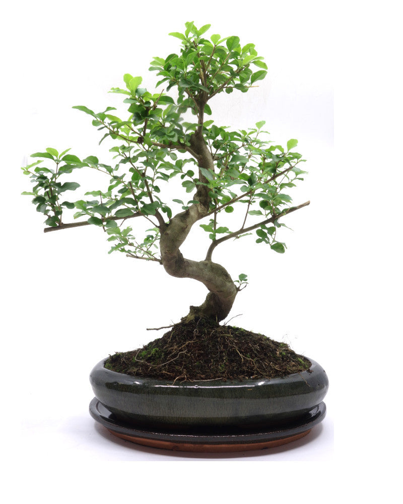 Indoor Bonsai Ligustrum sinensis shape green oval pot 29 cm, height ~45 cm
