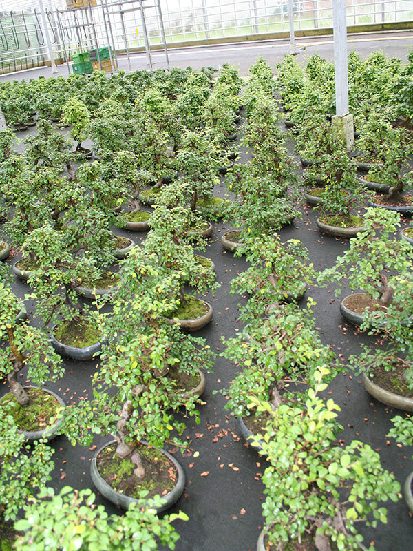 Indoor Bonsai Zelkova-shaped green oval pot 24cm, height ~ 35cm