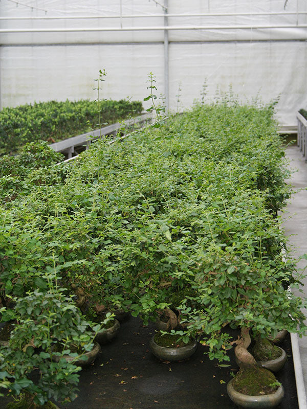Indoor Bonsai Ligustrum sinensis green oval pot 24cm, height ~ 40cm
