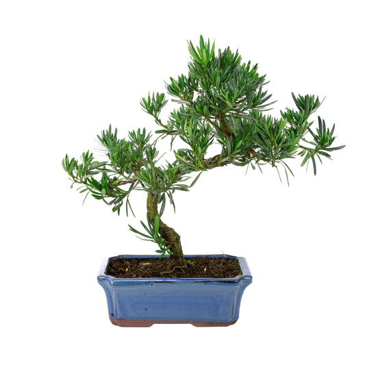 Podocarpus macrophylla blue pot 24cm, height ~42cm