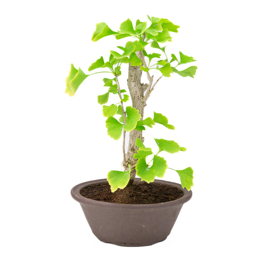 Ginkgo biloba brown round pot 25cm, height ~46cm