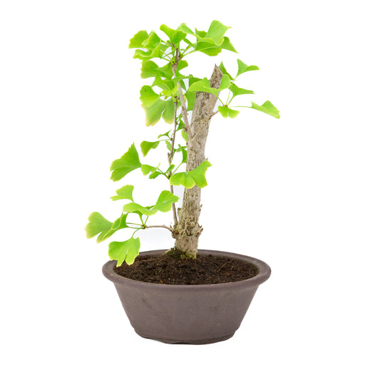 Ginkgo biloba brown round pot 25cm, height ~46cm