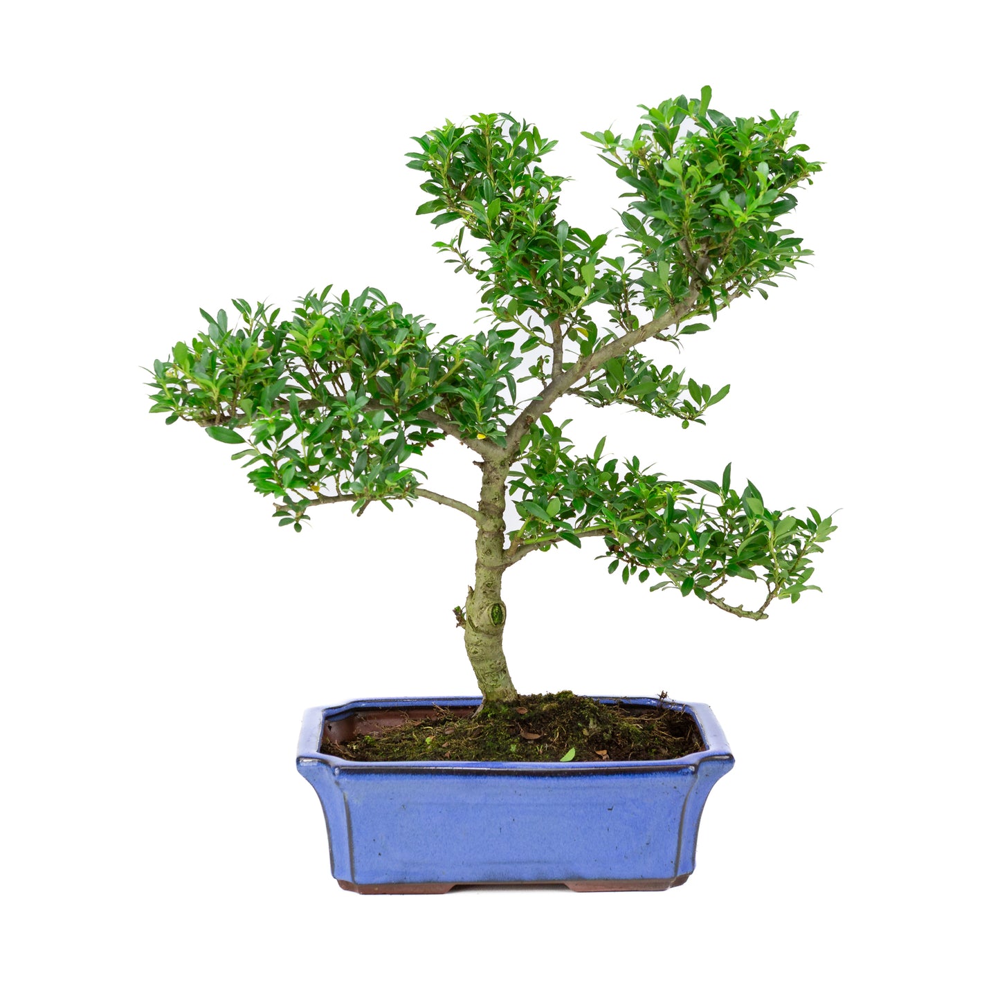 Ilex crenata blue pot 24cm, height ~43cm