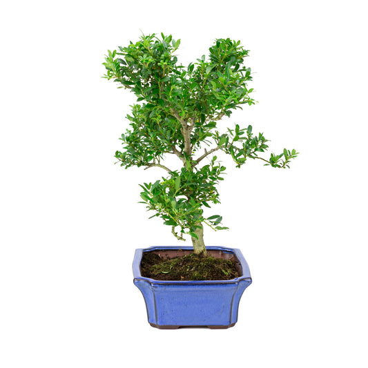 Ilex crenata blue pot 24cm, height ~43cm