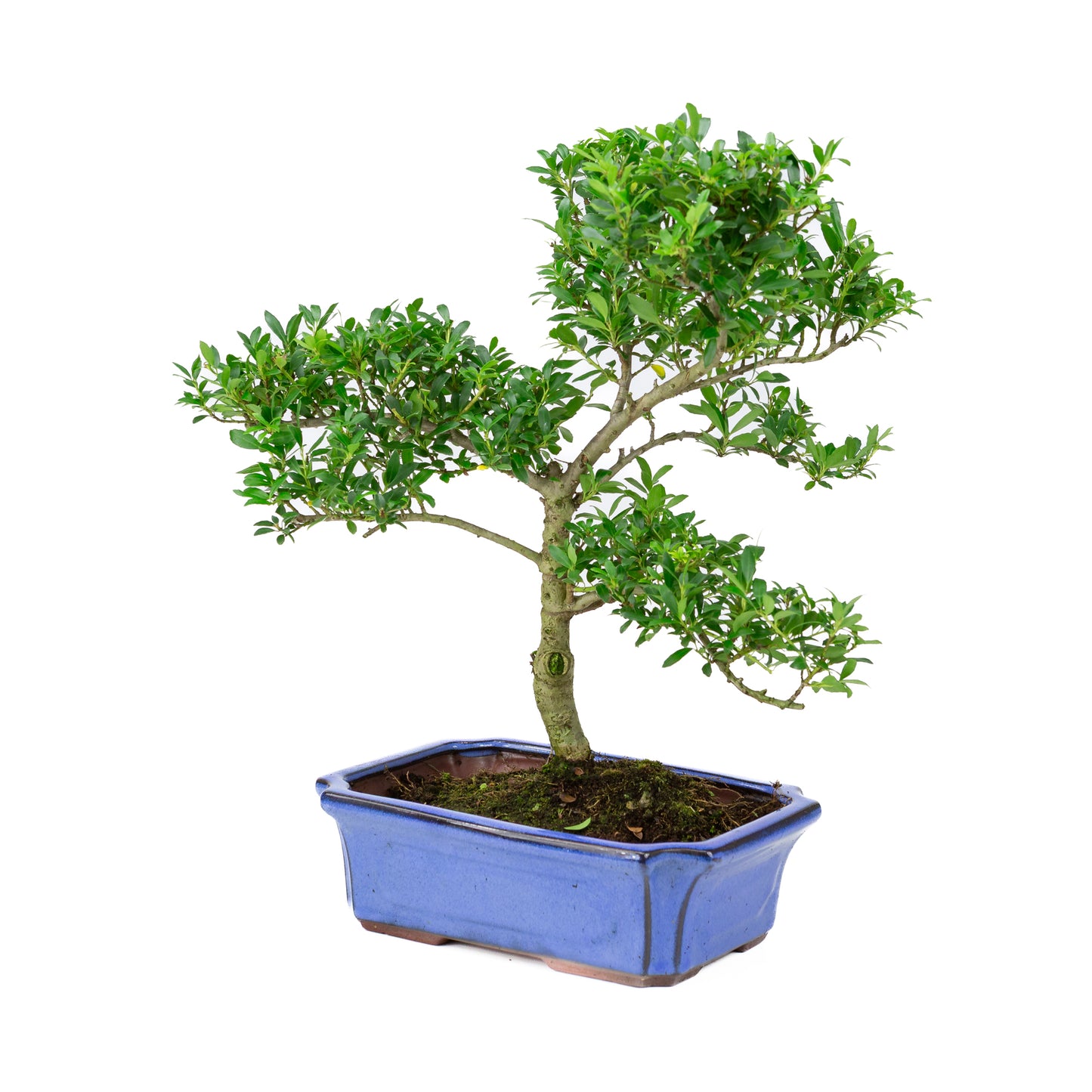 Ilex crenata blue pot 24cm, height ~43cm