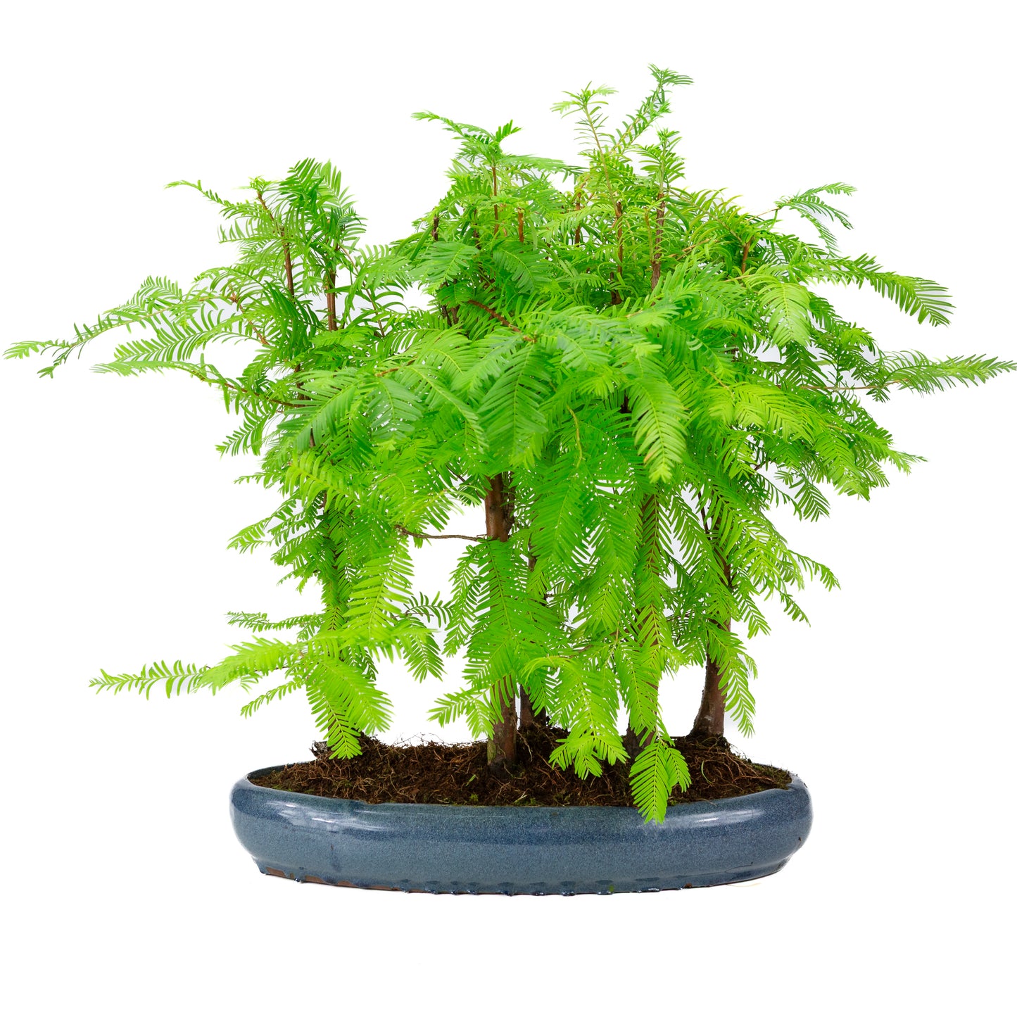 Metasequoia glyptostroboides group 5 oval pot 35cm, height ~48cm