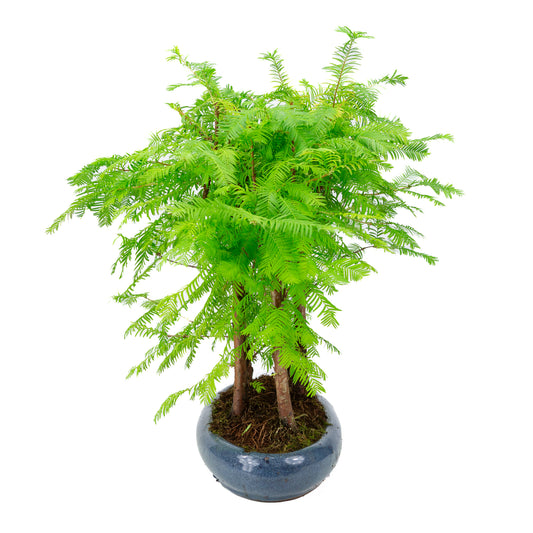 Metasequoia glyptostroboides group 5 oval pot 35cm, height ~48cm