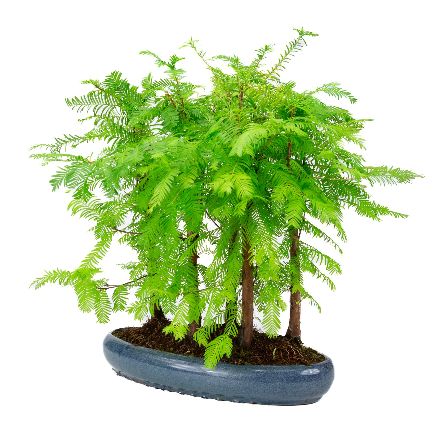 Metasequoia glyptostroboides group 5 oval pot 35cm, height ~48cm