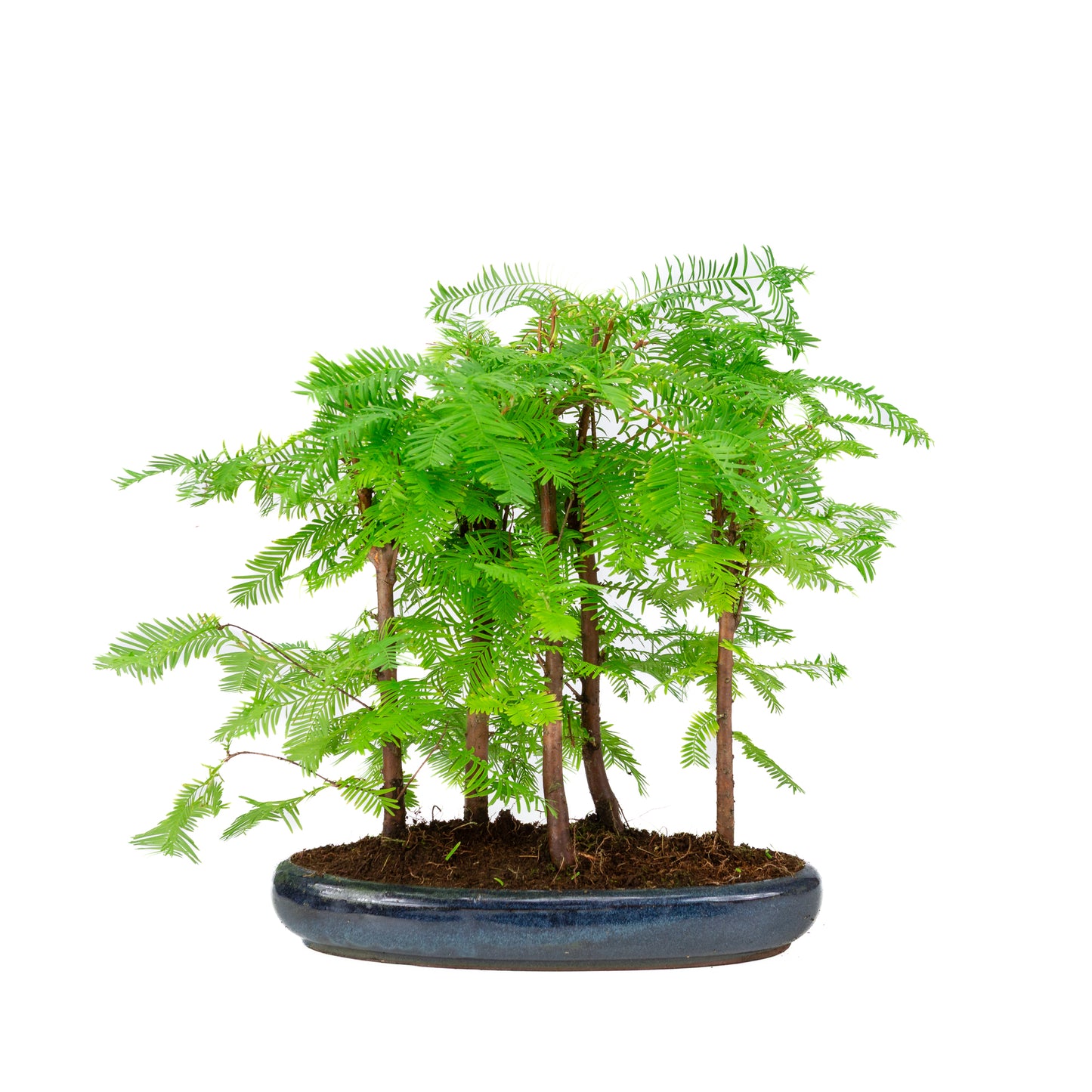 Metasequoia glyptostroboides group 5 oval pot 30cm, height ~35cm