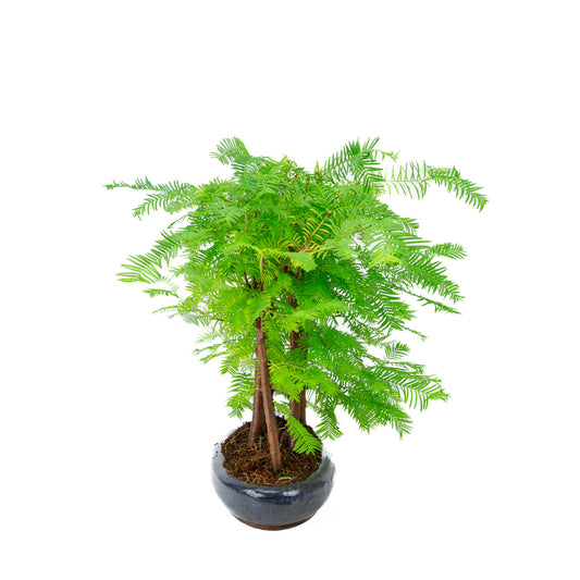 Metasequoia glyptostroboides group 5 oval pot 30cm, height ~35cm