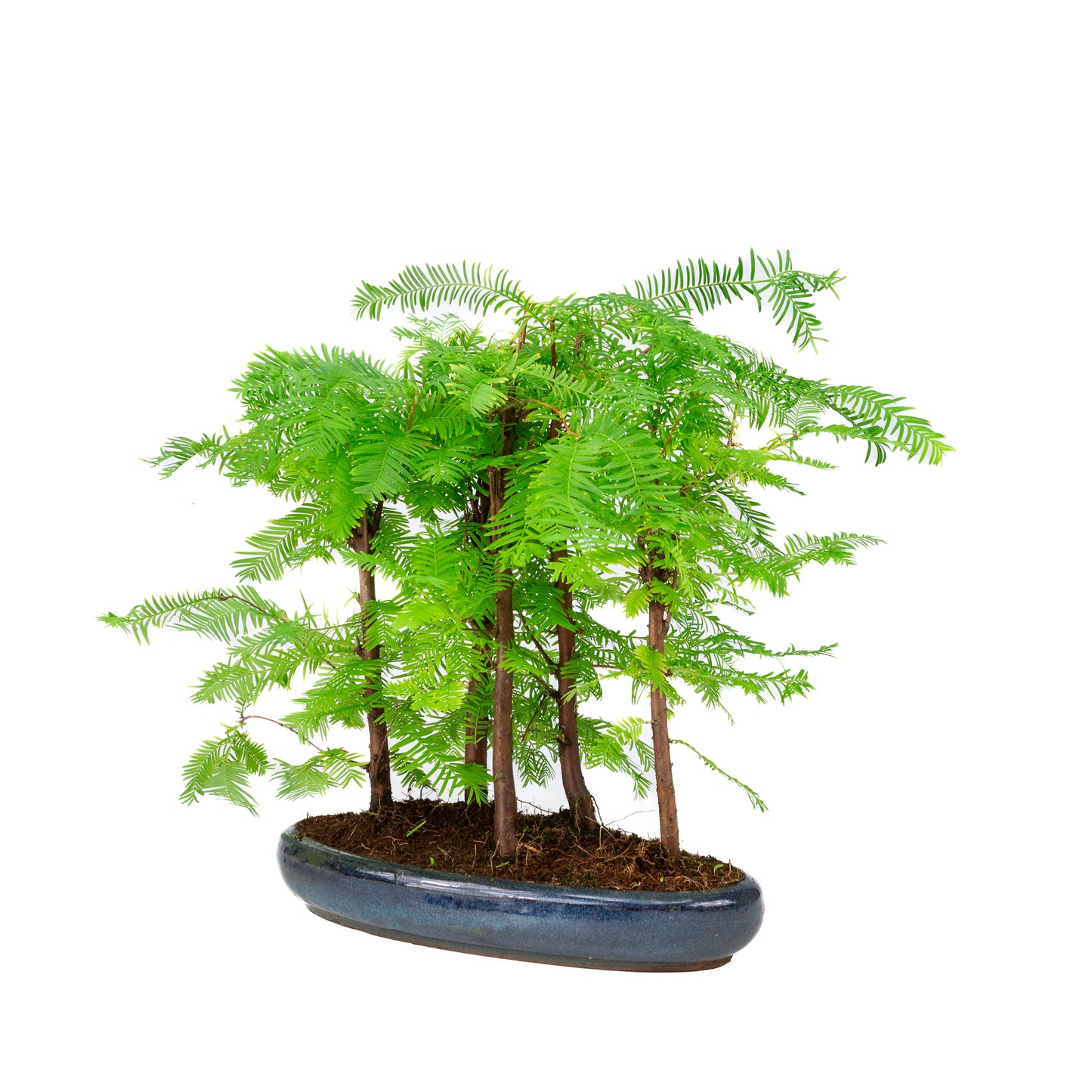 Metasequoia glyptostroboides group 5 oval pot 30cm, height ~35cm
