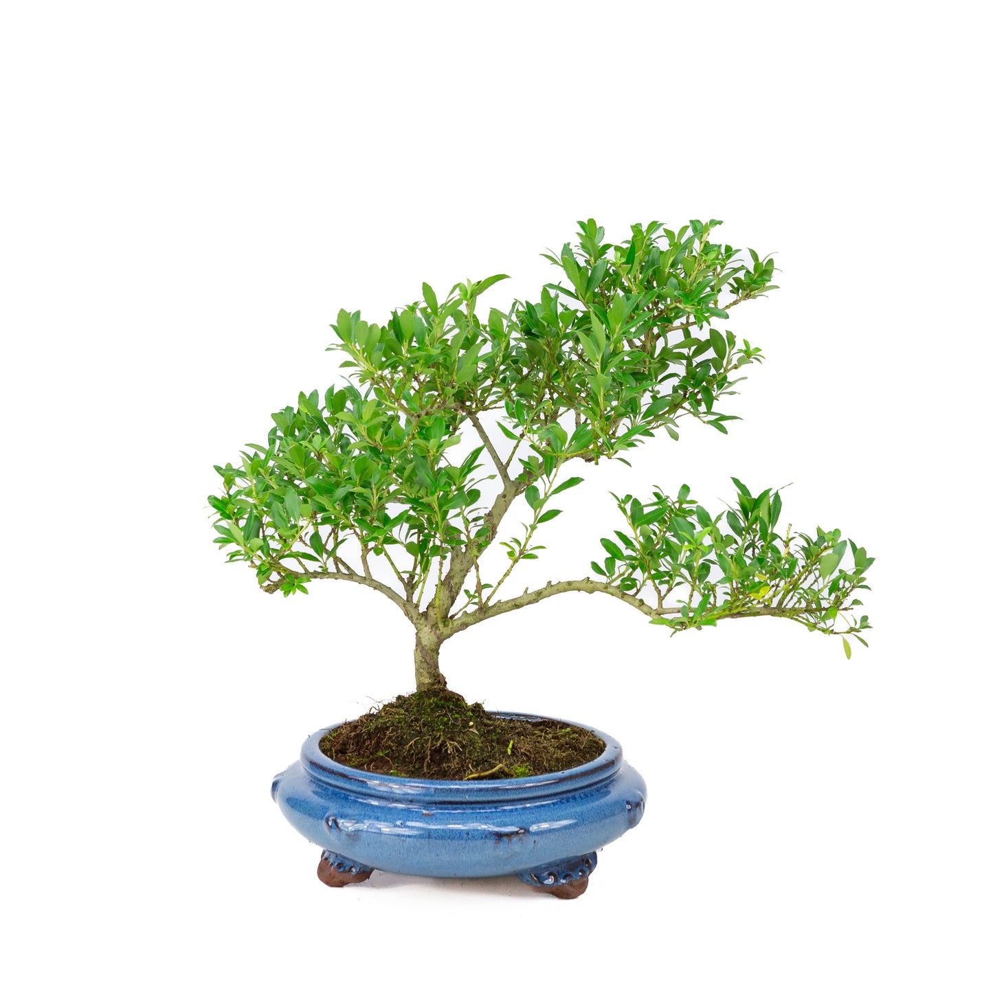 Ilex crenata blue round pot 23cm, height ~43cm