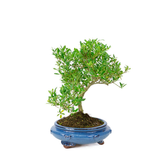 Ilex crenata blue round pot 23cm, height ~43cm