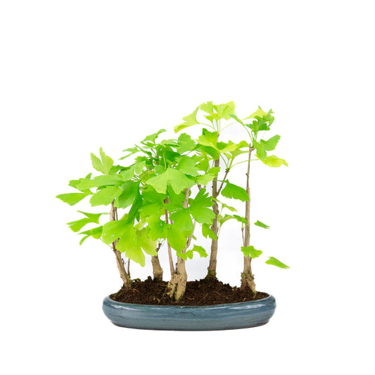 Ginkgo biloba group 5 oval pot 29cm, height ~35cm