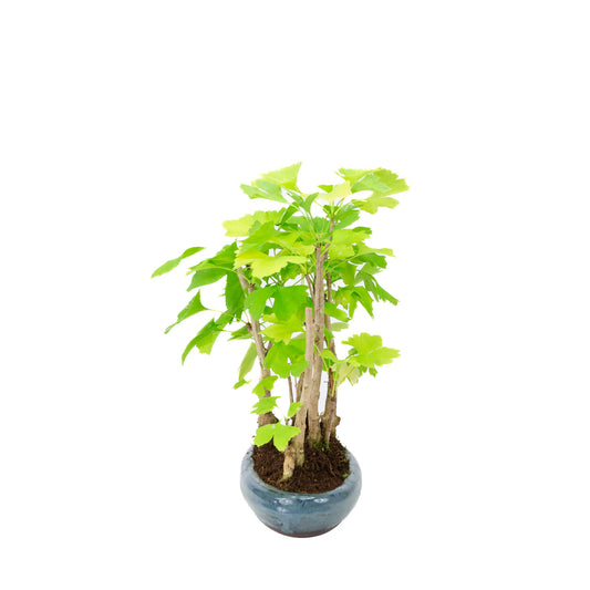 Ginkgo biloba group 5 oval pot 29cm, height ~35cm